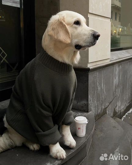 Собака на фотосессию