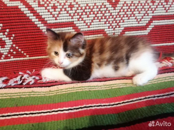 Котята бесплатно