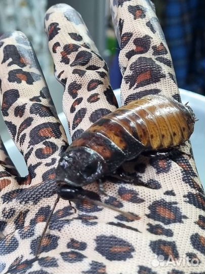 Сверчок зоофобас таракан живой и заморозка