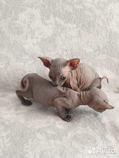 Канадский сфинкс