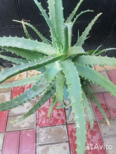 Алоэ столетник