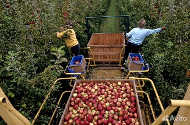 Сборщик. Вахта