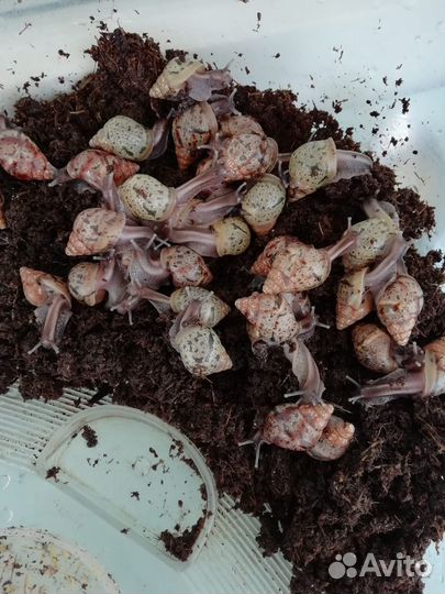 Улитки ахатины бесплатно