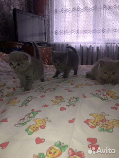 Шотландские котята