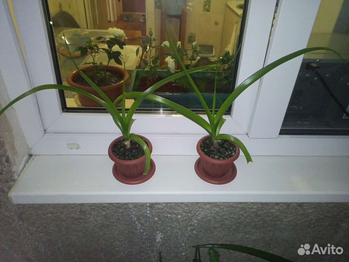 Птицемлечник хвостатых