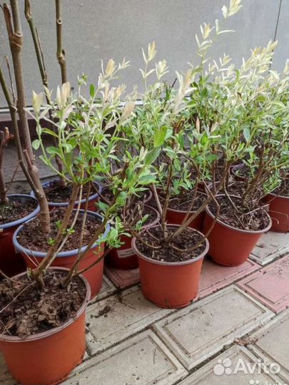 Ива розовая, вейгела, дерен, гейхера, астильба