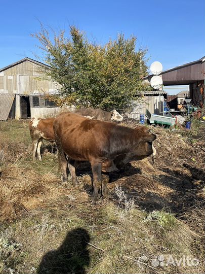 Бычки и теленок