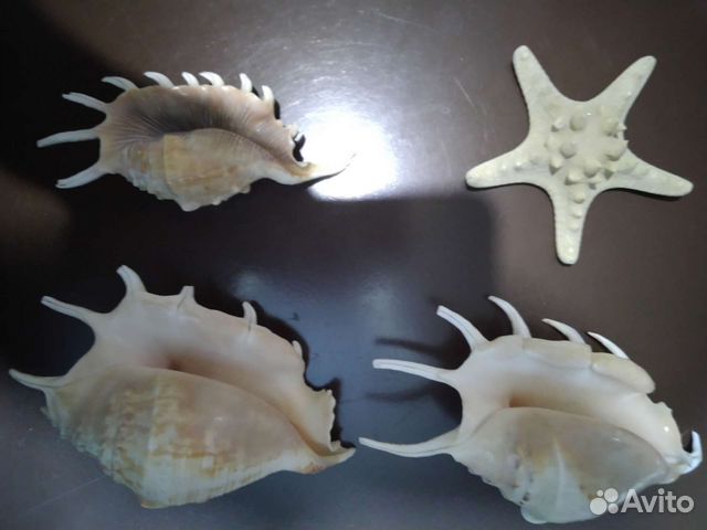 Ракушки, раковины, камни морские, декор, ассорти