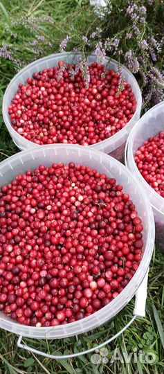 Брусника, 1л-500 с доставкой от 5 л. Облепиха 350