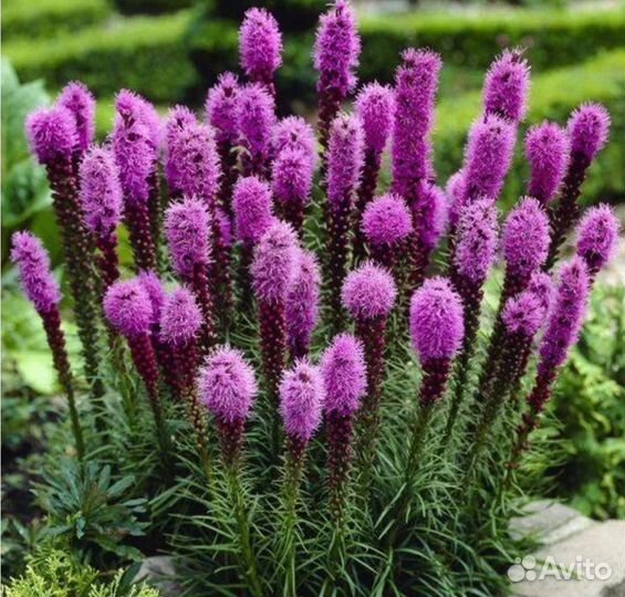 Многолетники, ампельные растения, почвопокровные