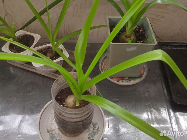 Индийский лук