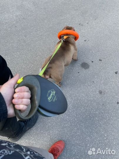 Выгульщик собак