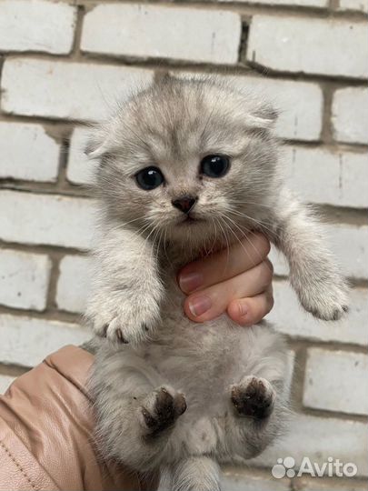 Котята