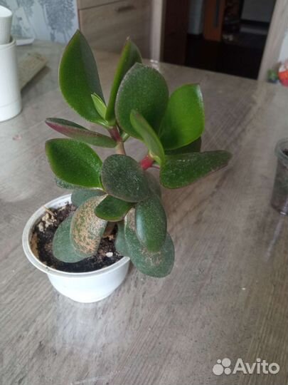 Суккуленты