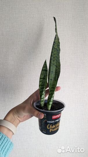 Сансевиерия тещин язык щучий хвост