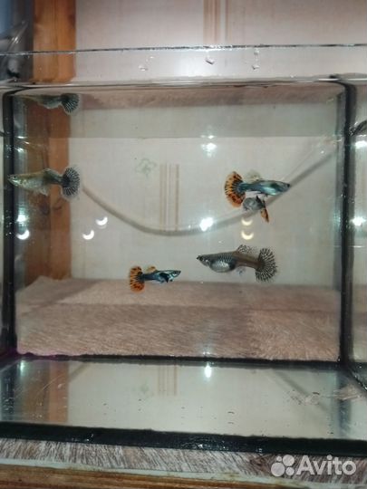 Породистые гуппи и петушки