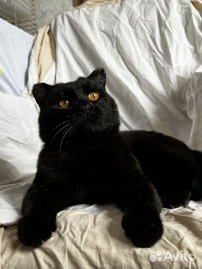 Кот Балу ищет дом