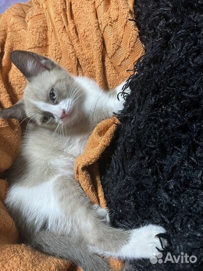 Кошка