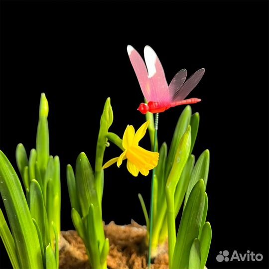 Композиция с первоцветами нарциссами / Первоцветы