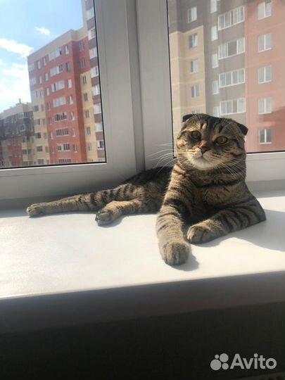 Котик Шотландский вислоухий для кошечки вязка. Sco