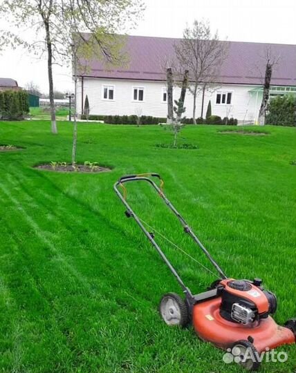 Газон. Рулонный газон