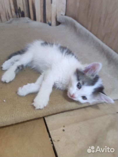 Котята ищут дом
