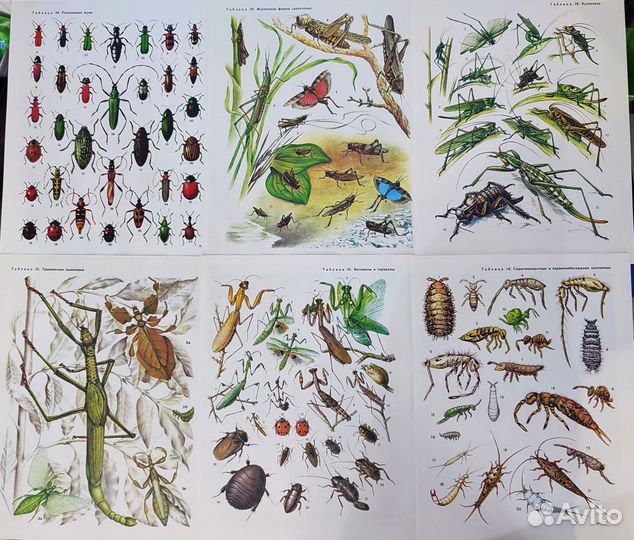 Иллюстрации бабочки, насекомые, стрекозы