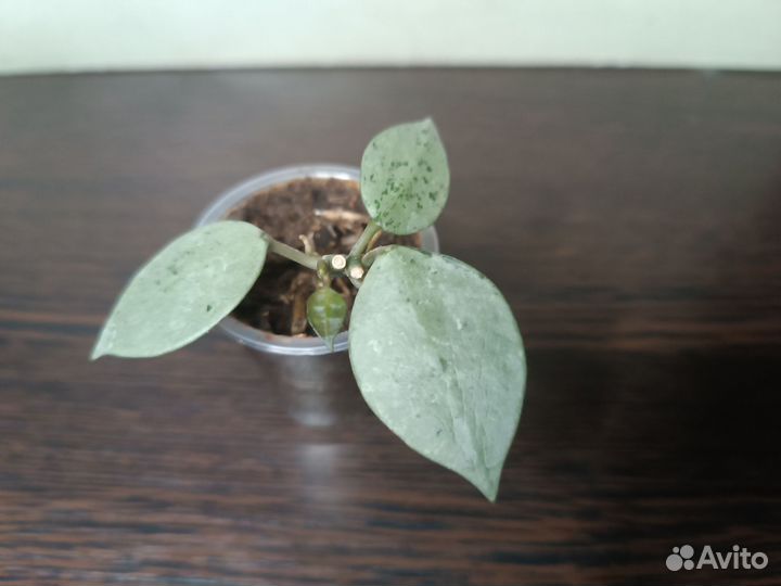 Хойи сортовые