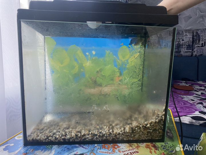 Аквариум