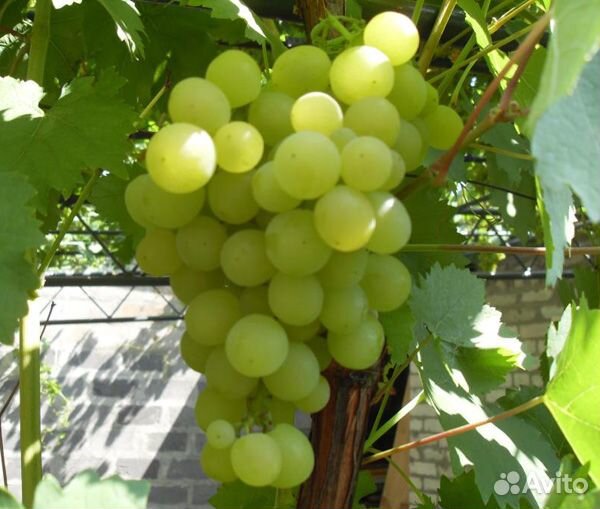 Саженцы Винограда