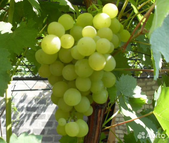 Саженцы Винограда