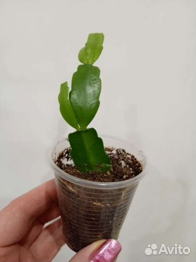 Фуксия, декабрист