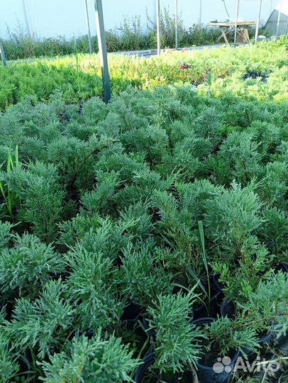 Можжевельник казацкий «Тамарисцифолия»
