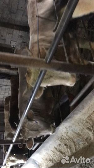 Бычки откормочные