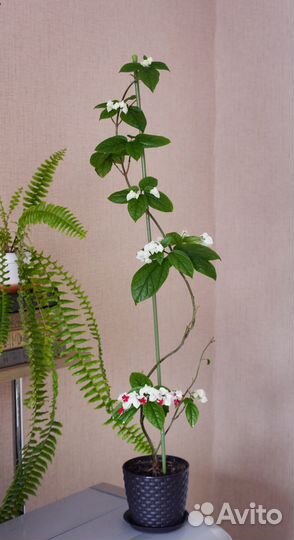 Панданус Клеродендрум Бегония растение домашнее