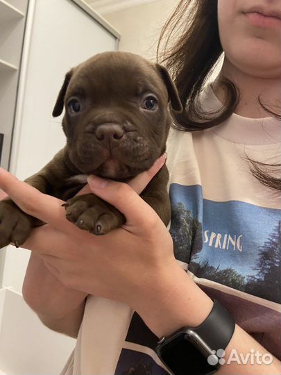 Щенки американских булли