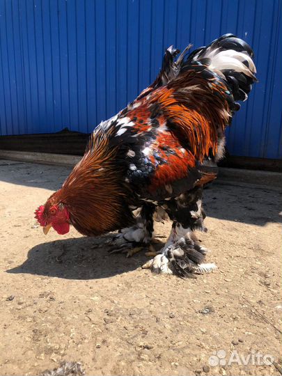 Куры и петухи брама