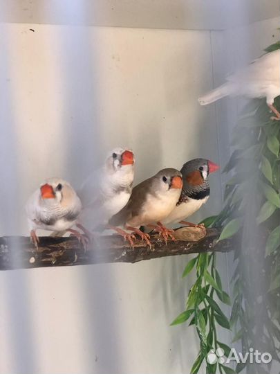 Зебровые амадины