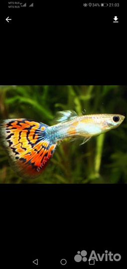 Рыбки Гуппи