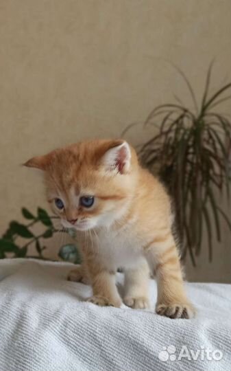 Котята окраса шиншилла