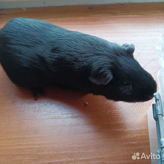 Морская свинка