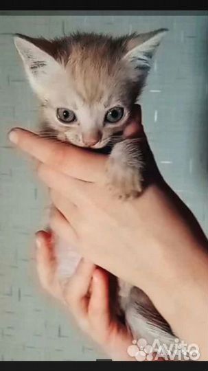 Котята бесплатно