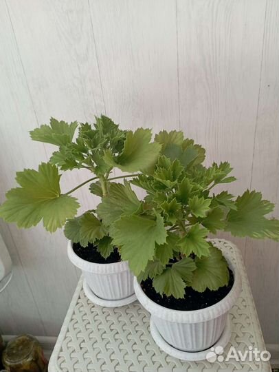 Королевская Пеларгония Рембрандт и Горячий поцелуй