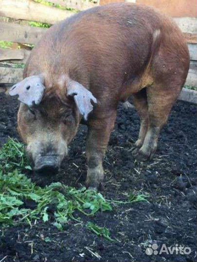 Семя Хряка Дюрок, Пьетрен