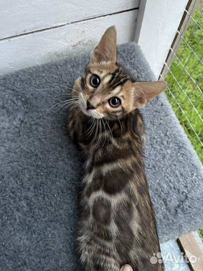 Бенгальский настоящий леопард в миниатюре