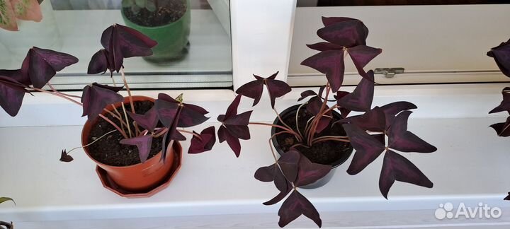 Кислица оксалис