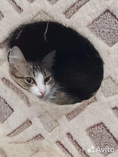 Кошечка Ромашка