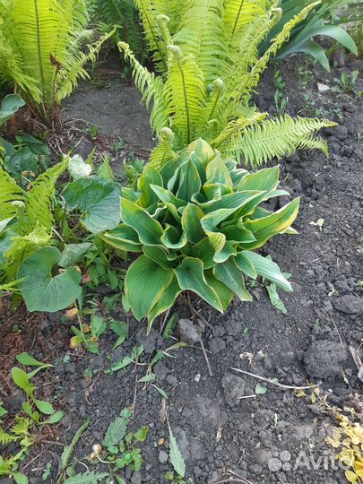 Хоста.очиток