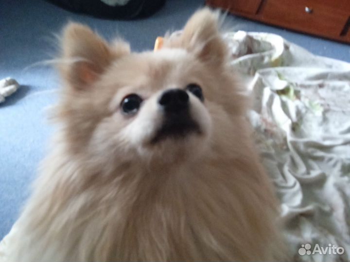 Померанский шпиц