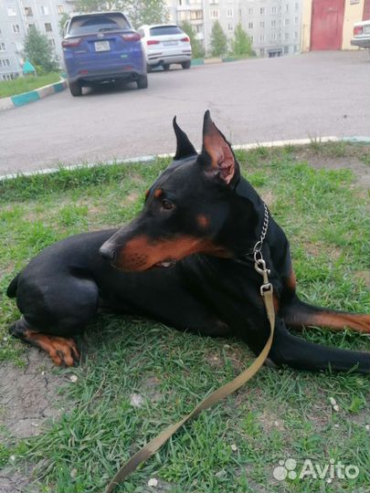 Доберман вязка